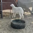 للبيع طليان