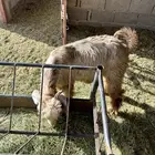 تيس عارضي للبيع