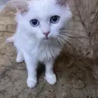 قطط صغيرة