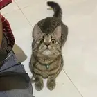 قطه سكوتش ستريت بريتش