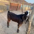 للبيع تيس ثني