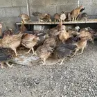 فروج دجاج