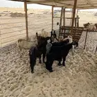 تيوس للبيع عمارها 4 شهور او اكثر تشاليح الجبيل العدد 7