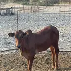 حسل للبيع غرب محايل عسير