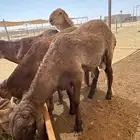 غنم سواكني اضاحي مربى شي فاخر من الأخر