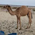 قعود للبيع اللي له نظر