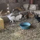 البيع ارانب بلدي