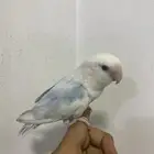 اناثي روز اليفين