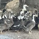 بط شرشيري العمر شهرين