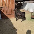 تيس فحل