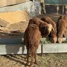 سواكن جذعان