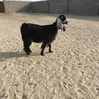 عنز عارضيه