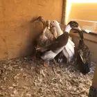 بط للبيع ..