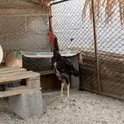دجاج باكستاني