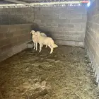 طليان جبره للبيع