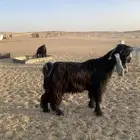 تيس عارضي خصم