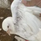 زغاليل فرنسي