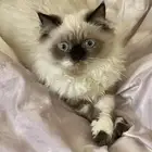 قطه للتبني