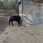 للبيع فحل نجدي تام شرط ينسف الافلاج