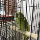 ببغاء امزوني وكروان