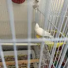 كناري للبيع 5 حبات الدمام