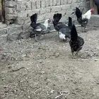 دجاج فيومي أصلي