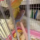 طيور بادجي