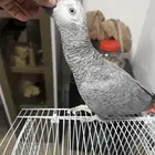 للبيع كاسكو كونغو أفريقي