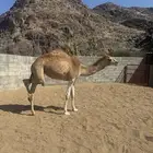 بكره مفروده للبيع