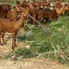 معزا حمر العدد 19 بالفحل الموقع جنوب محايل