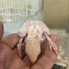 جوز روز البينو فاخر و فروخ البينو توب التوب