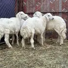 طليان ذبايح