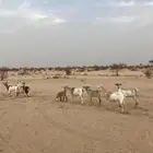معزا للبيع