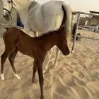 فرس شعبيه مهره