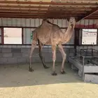 بكرة مفرودة طيبة