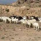 حلال