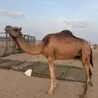 خلفتين سواحل اول ولده تحتها بكرتين ( الابل على الشرط )