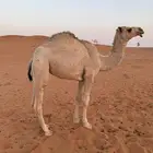 بكره حقه