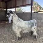 تيس عارضي اصفر فاخر رباع