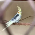 ذكر كروان
