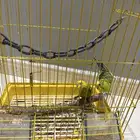 طيور بداجي بصحه جيده