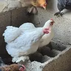 دجاج كوشن للبيع