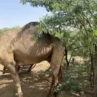 بعير سأحلي
