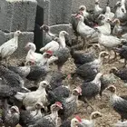 دجاج المنيوم وشبابي