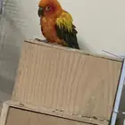 صن كنيور اليف