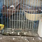 للبيع حمام مالطي مصري و فرنسي