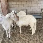 سواكن البيع1050