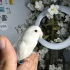 ببغاء روز البينو اليف