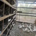 حمام فرنسي سوبر جامبو