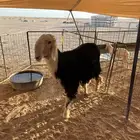 نجدي طيب البيع